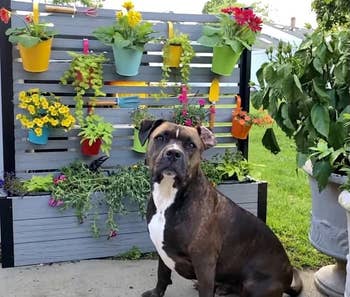Dog sitting successful  beforehand   of a partition  with assorted  colorful potted plants hanging and growing, creating a decorative display