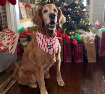 Golden retriever in a striped bow tie sits in front of a decorated Christmas tree and presents