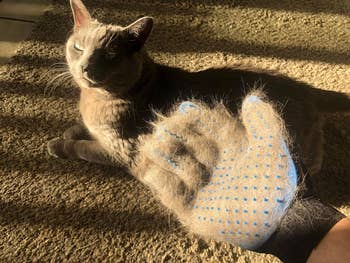 reviewer holding glove covered in fur in front of their cat