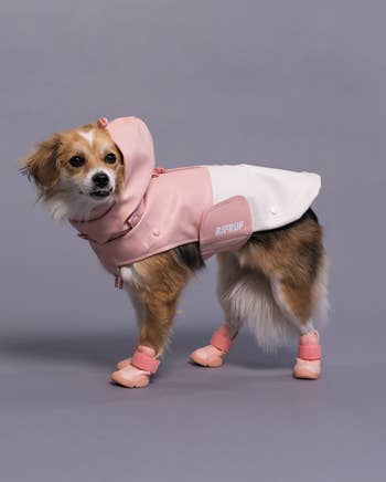 a small dog wearing the coat in pink and white with the hood attached 