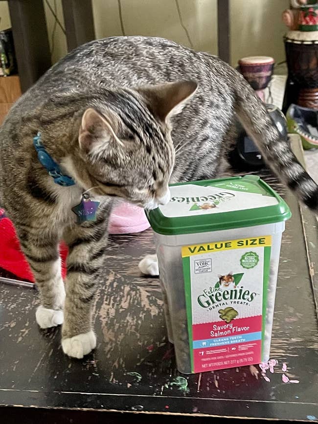 a cat sniffing the container of treats