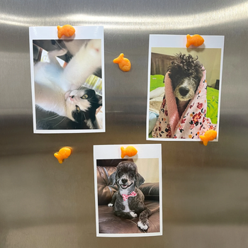 The crackers holding up photos of a dog on a fridge 