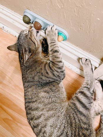 reviewer's cat licking the catnip balls attached to the wall