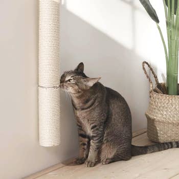 A feline  rubs its look   against a wall-mounted scratching station  adjacent  to a woven handbasket  and a plant