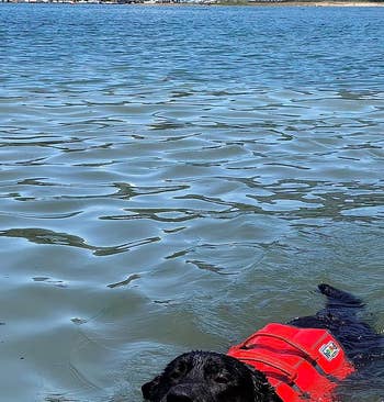 A reviewer's dog swimming in lake with orange jacket and front neck float keeping his head above water