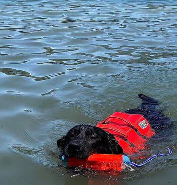 A reviewer's dog swimming in lake with orange jacket and front neck float keeping his head above water
