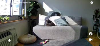 reviewer photo of the camera's feed showing their cat lying on the couch