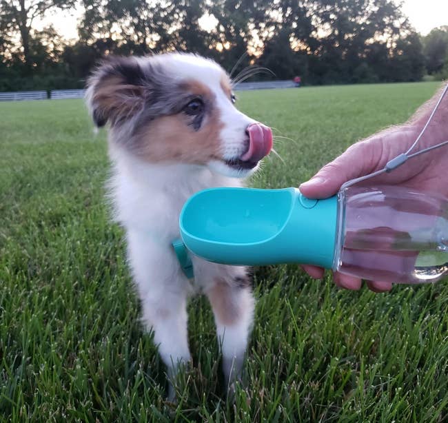 reviewer holding the clear bottle with teal spout so their puppy can drink from it