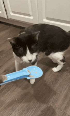 a cat licking treat dispensed using the spoon