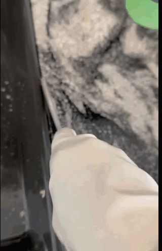 Hand in a glove spreading dough on a surface, showing a close-up of a baking process