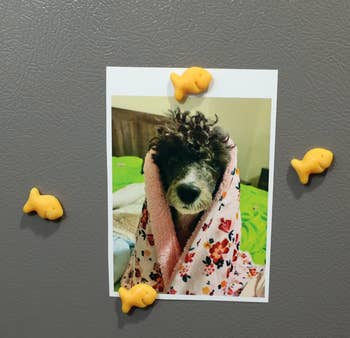 a photo of a dog on a fridge being held up by tiny magnets that look like Goldfish
