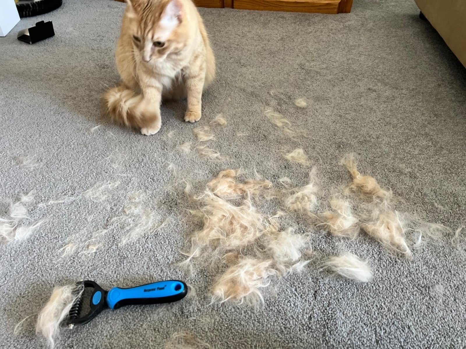 Ultimate Guide to Grooming Your Golden | Golden Meadows