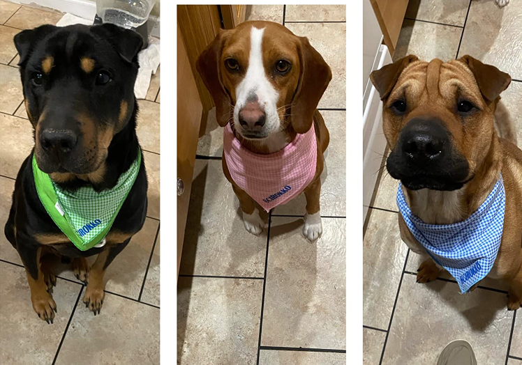 Three dogs staring at the camera wearing bandanas, one in green, one in pink and one in blue