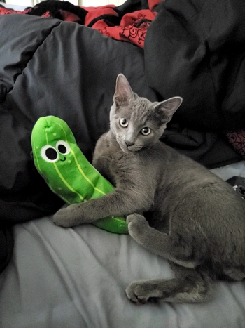 kitten holding pickle toy
