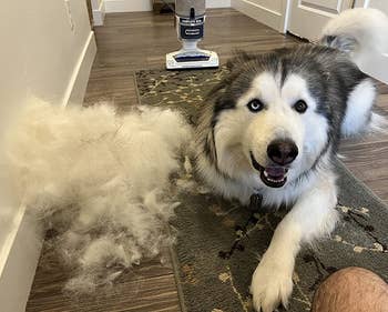 reviewer's huskie next to a huge pile of removed fur