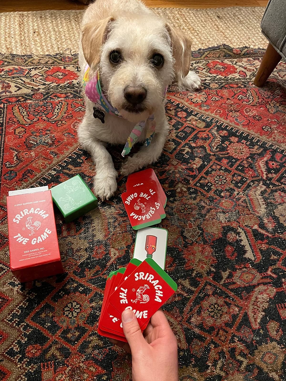 image of reviewer holding sriracha game cards up in front of their dog