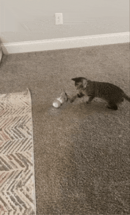 A gif of one reviewer's cat playing with the robot cat toy, which rolls, twirls, and pauses to catch the cat's attention