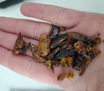 Dried bugs in a reviewer's hand
