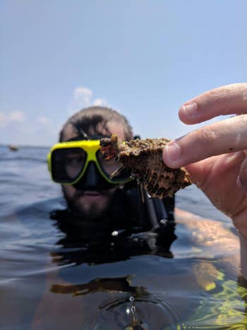 photo of a snorkeler holding a shell taken by a phone inside the pouch