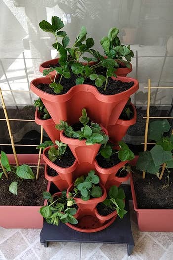The pot shown with strawberry plants