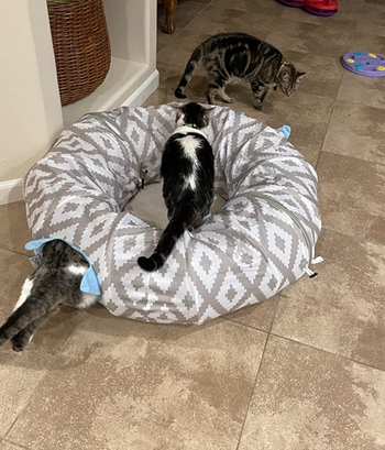 a reviewer's three cats running around the outside of the tunnel