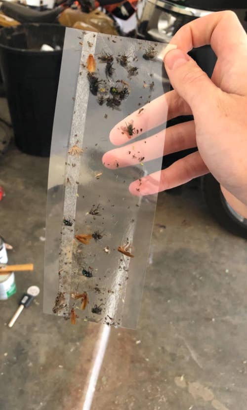 person holding up sticky trap with a variety of dead bugs stuck on it