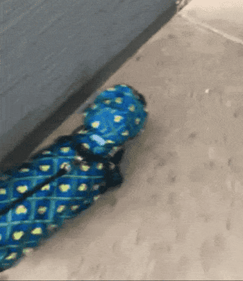 Reviewer gif of a dog wearing a poncho and going for a walk