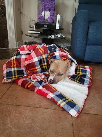 dog wrapped up in checkered waterproof pet blanket on floor