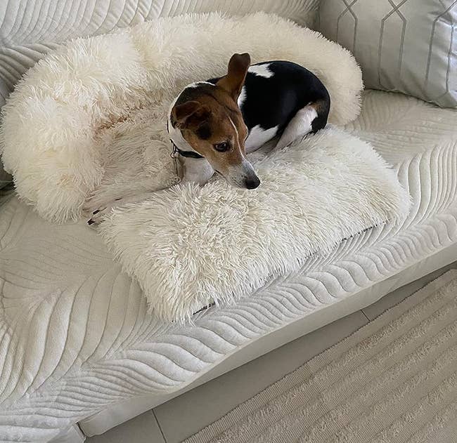 reviewer's dog on a plush white sofa bed