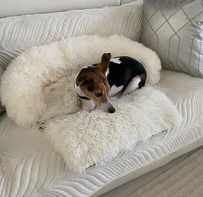 reviewer's dog on a plush white sofa bed