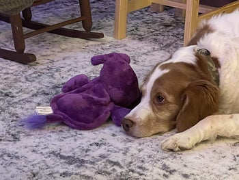 a reviewer's dog laying with the purple elephant toy