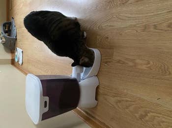 cat eating from the feeder