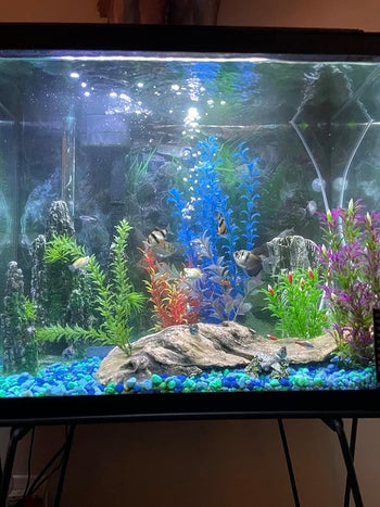 The same tank clear after using tank clarifier
