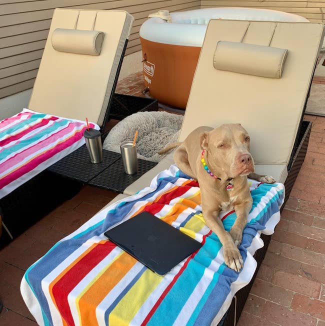 Dog lounging connected  striped towel-covered excavation  seat  adjacent  to tablet and cups; blistery  tub successful  background