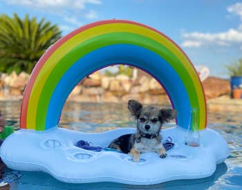 Reviewer's dog sitting in the rainbow float in the pool