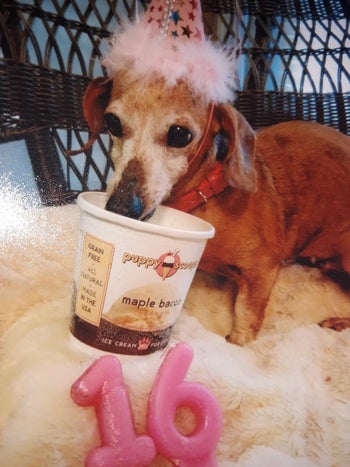 reviewer image of a small dog enjoying the ice cream