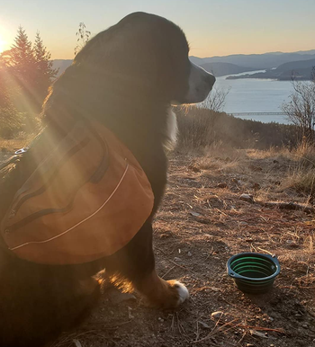 reviewer's dog next to the teal bowl