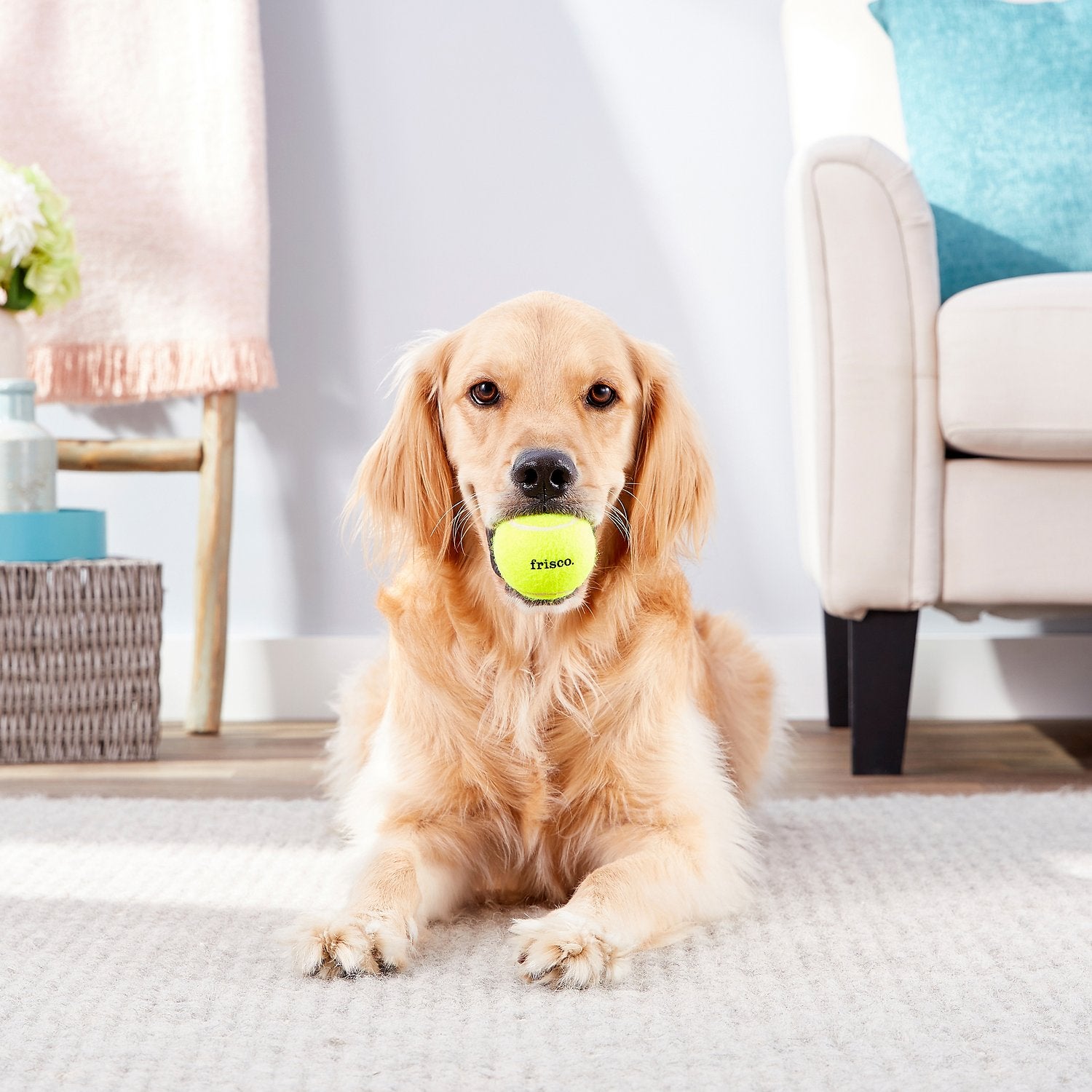 dog with large tennis ball