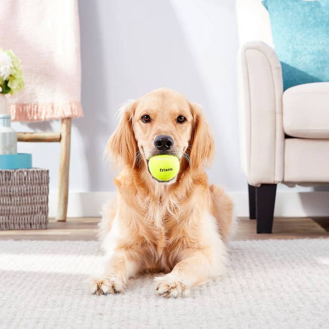 dog with large tennis ball 