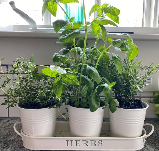 three white pots on a tray that says herbs with plants in them
