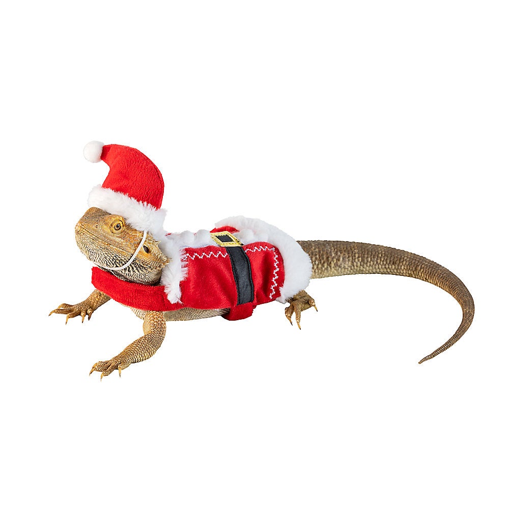 reptile in santa outfit