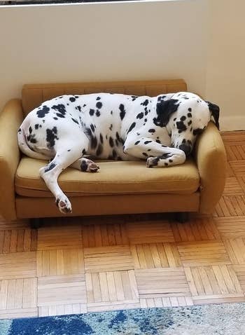 reviewer pic of their Dalmatian sleeping on the yellow small futon