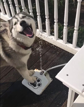 Very happy husky standing on the fountain with water spraying in the air