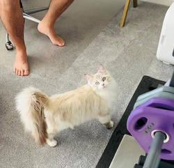 That same cat dry and fluffy after using pet dryer