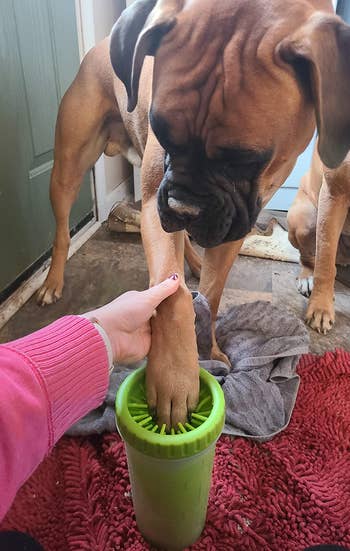 a different reviewer's boxer using a green paw washer