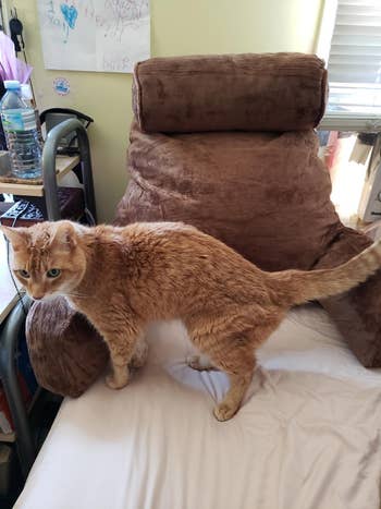Orange tabby feline  lasting  connected  a furniture  with a large, plush backrest pillow