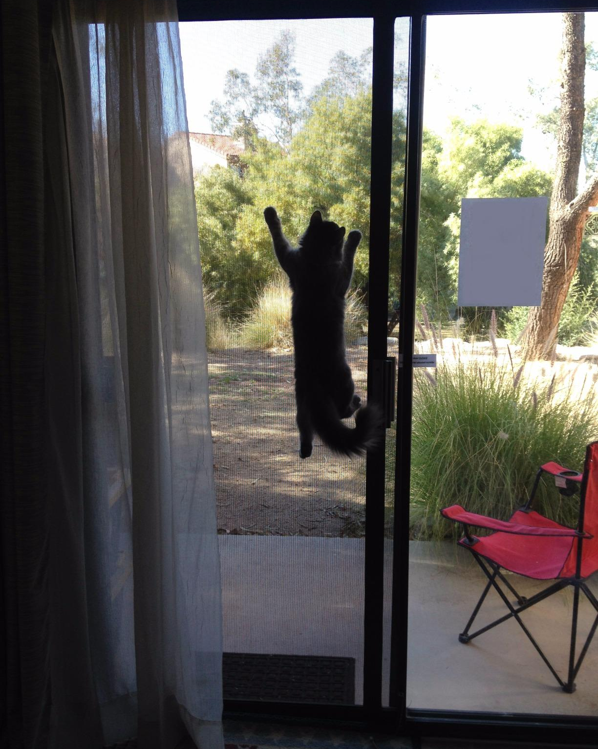 reviewer's cat hanging on the door screen