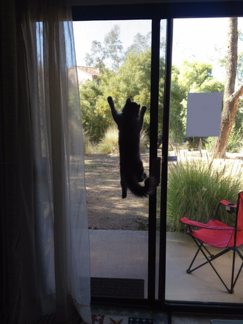 reviewer's cat hanging on the door screen
