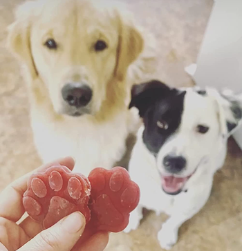 Two dogs in the background patiently waiting and staring at the two red, paw shaped frozen treats in the foreground