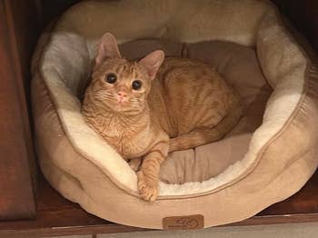 Cat lounging in a soft, plush pet bed displayed in a cozy setting, suggesting comfort and luxury for pets